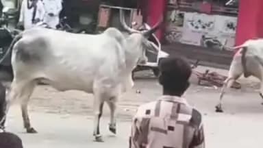 પાટણ શહેર: પાટણ શહેરના બગવાડા દરવાજે બે આખલા વચ્ચે યુદ્ધ જામતા અડફેટે આવેલ યુવાન ઘવાયો