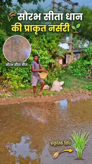🌾 यह सौरभ सीता धान का बीज है, जिसे प्राकृतिक विधि से नर्सरी के लिए बोया जा रहा है। 🌱