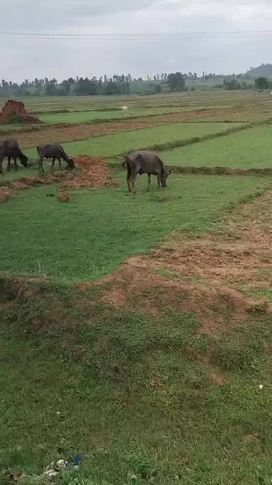हमारे ग्राम गणेशपुर के टोला चमरेंगा मे 11 कड़ा भैंस आया हुआ है जिन किन्ही का है वें आएं और अपना भैंस ले जाएं धन्यवाद