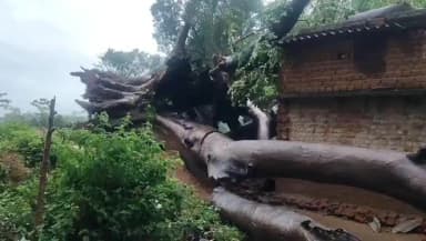 दुलमी: पोटमदगा निवासी एक व्यक्ति के मकान पर विशाल पेड़ गिरने से मकान व सामान क्षतिग्रस्त, परिवार के चार सदस्य भी घायल