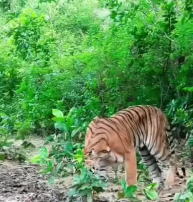 कालागढ़: यह वीडियो झिरना की बताई जा रही है जहां एक बाघ ने अजगर का शिकार किया।
#कालागढ़ #बाघ #अजगर