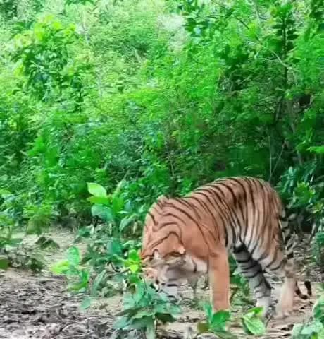 कालागढ़: यह वीडियो झिरना की बताई जा रही है जहां एक बाघ ने अजगर का शिकार किया।
#कालागढ़ #बाघ #अजगर
