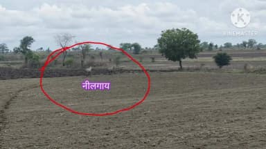 हटा के समीप करैया गांव में देखी गई नीलगाय फ़सल को पहुंचा रहे हैं नुकसान