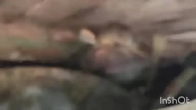 इगलास: इगलास गोरई थाना क्षेत्र में 36 भैंसों को अमानवीय तरीके से भरे कैंटर को पकड़ा गया, पशु क्रूरता के तहत कार्रवाई की गई