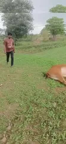 सेगांव: तेज हवा से बिजली का पोल गिरा, दो बैल को लगा करंट, एक बैल की मौत एक घायल
#सेगावन्यूज़ #हादसा #बिजली #किसान #मौत #बारिश
