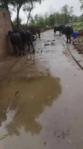 barkua ki nuw khabar cc par hi bes bDi h