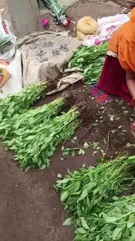 मिर्ची के पौधे अलग-अलग नीचे का नाम जान सकते हैं कई प्रकार की मिर्ची की पौधा
