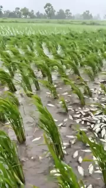 कितना प्यारा लग रहा है भाई साहब जी
