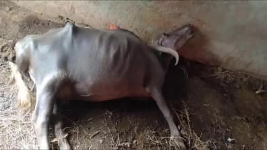 बांसवाड़ा कुशलगढ़ के काकनवानी गांव में सांप के काटने से भैंस की हुई मौत