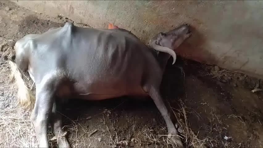 बांसवाड़ा कुशलगढ़ के काकनवानी गांव में सांप के काटने से भैंस की हुई मौत