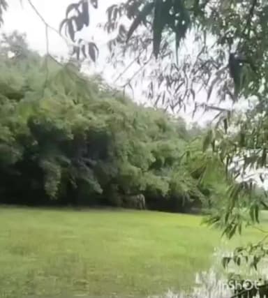 পলাশবাৰী: পলাশবাৰী সমষ্টিৰ অন্তৰ্গত ৰঙামাটিত অঞ্চলত বনৰীয়া হাতীৰ মুক্ত বিচৰণ