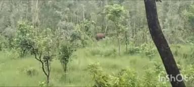ଚମ୍ପୁଆ: ଚମ୍ପୁଆ ରେଞ୍ଜ କନକନା ଜଙ୍ଗଲରେ ଛବିଶ ଟିକିଆ ହାତୀପଲ।