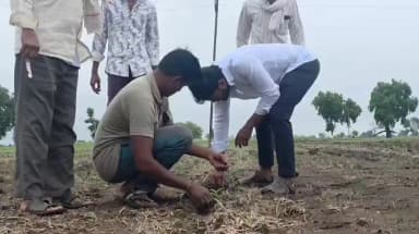 तेल्हारा: तेल्हारा तालुक्यात मोठ्या प्रमाणात सोयाबीन बोगस बियाणे निघाल्याने शेतकऱ्याचे मोठे आर्थिक नुकसान