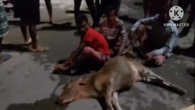 তেলিয়ামুড়া: বিদ্যুৎসৃষ্ট হয়ে এক গবাদি পশুর মৃত্যু কে কেন্দ্র করে ব্যাপক উত্তেজনা ও পথ অবরোধ করে এলাকার লোকজন, ঘটনা ঘিলাতলী এলাকায়