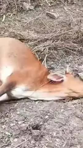बारा: बाघला गांव में करंट की चपेट में आने से जर्सी गाय की मौत, पशुपालक ने कार्रवाई की मांग की