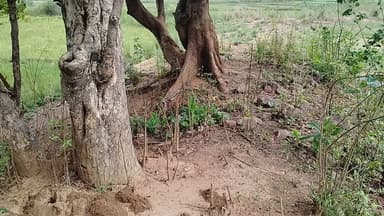 देखिए इसे कहते हैं नाग देवता यानी सर्प कितना बड़ा है