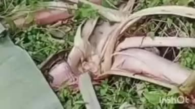 റാന്നി: റാന്നി അറയാഞ്ഞിലിമണ്ണിൽ കാട്ടാന ശല്യം രൂക്ഷമാകുന്നു