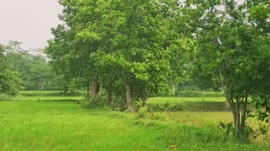 सिंगबोगा का रूप को हम देख रहे हैं, इस धरती में