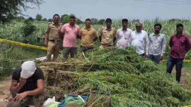 गेवराई: उसाच्या शेतात गांजाची लागवड केल्याने चकलांबा पोलिसांनी कारवाई केली