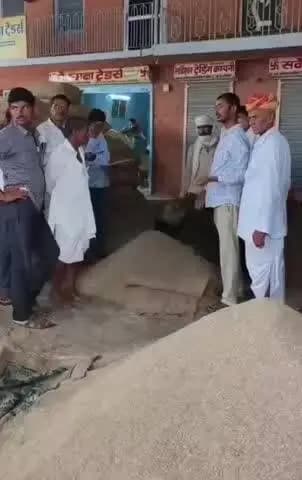 नागौर: नागौर मंडी में जीरा 22,300 रुपए प्रति क्विंटल तक पहुंचा, सौंफ-इसबगोल में भी दिखी मजबूती