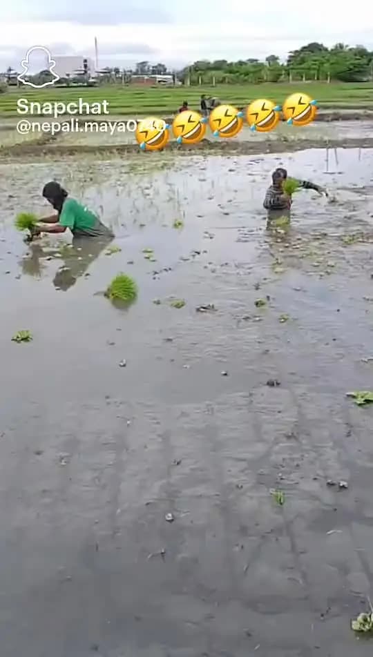 ite gahre dal dal me dhan ki ropai kar rahe log ye rajasthan ka hai video sosal midea per teje ho Raha viral