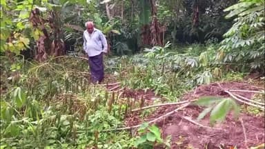 പീരുമേട്: ചക്കുപള്ളം അണക്കര മേഖലയിൽ കാട്ടുപന്നികളുടെ ആക്രമണം മൂലം കർഷകർ ദുരിതത്തിൽ #localissue