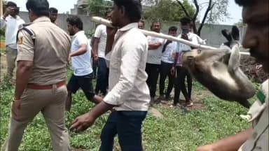 ಹುಲಸೂರ: ಪಟ್ಟಣದಲ್ಲಿ ಕೊನೆಗು ಸೆರೆಸಿಕ್ಕ ಮಂಗ; ನಿಟ್ಟುಸಿರು ಬಿಟ್ಟು ಜನರು