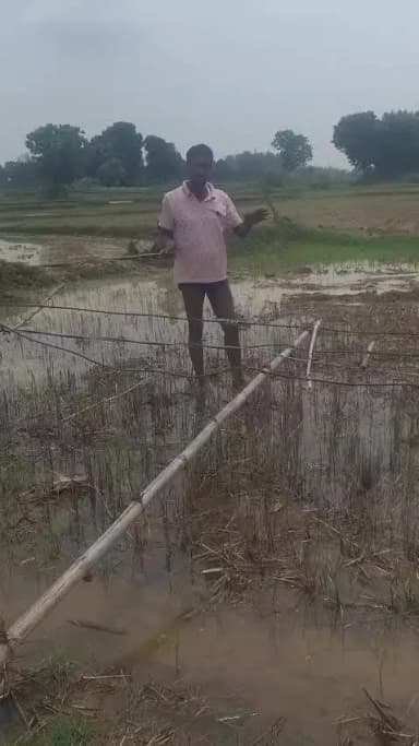 मऊगंज जिला के तनमन गांव मे सप्लाई बिजली का तार खेतों में गिरा हुआ है जिसके कारण किसानों को काफी समस्या हो रही है