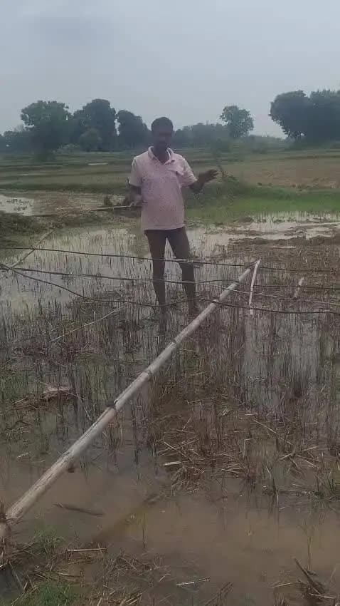 मऊगंज जिला के तनमन गांव मे सप्लाई बिजली का तार खेतों में गिरा हुआ है जिसके कारण किसानों को काफी समस्या हो रही है