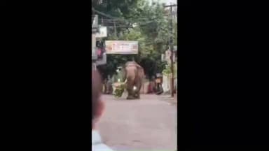ऋषिकेश: ऋषिकेश की सड़कों पर एक दांत वाले गजराज का वीडियो हुआ वायरल