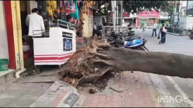 ಶಿವಮೊಗ್ಗ: ನಗರದಲ್ಲಿ ಗಾಳಿ-ಮಳೆ ಇಲ್ಲದಿದ್ರೂ ಧರೆಗುರುಳಿದ ಮರ