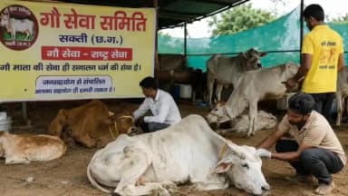 सक्ती: सड़कों पर घायल गौवंशों की बढ़ती पीड़ा, गौसेवकों ने स्थायी गौशाला की मांग उठाई