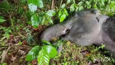 বকো: বকোত বনৰীয়া হাতীৰ মৃত্যু
