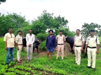 बड़नगर: भाटपचलाना पुलिस ने 2 भैंस चोरी के आरोपी किए गिरफ्तार, 2.5 लाख का मशरूका बरामद