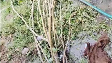 बड़नगर: बड़नगर के बारदान-प्लास्टिक गोदाम में भीषण आग, 10 घंटे बाद भी काबू नहीं; करोड़ों का नुकसान