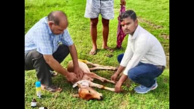 बरेली: तड़पते बछड़े की पुकार सुन दौड़ी टीम, डॉक्टर पहुंचे और रामायण वाटिका के पास बेजुबान की जान बचाई