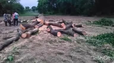 नानपारा: गुलरिया जगतापुर में ठेकेदार ने अवैध रूप से बिना कागजात आम के पेड़ की कटान की, वन विभाग ने लगाया जुर्माना