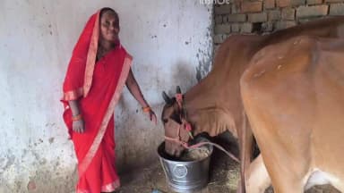 बागबाहरा: महासमुंद में डेयरी व्यवसाय से बदल रही ग्रामीणों की तस्वीर, 15 हजार से अधिक किसान और महिलाएं बन रहे आत्मनिर्भर