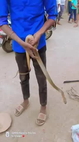 ranchi jharkhand kake se aaj ret snake rescue kiya gya
@mani.p.singh_1112