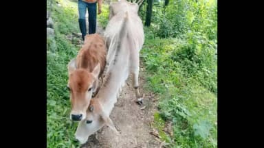 कांडा: औलानी गांव में आवारा जानवरों से खेती किसानी को हो रहा नुकसान, ग्रामीणों की अपील- यदि नहीं हटाए गए तो प्राथमिकी दर्ज होगी