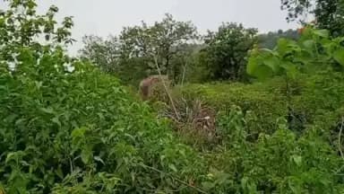 अनूपपुर: हाईवे किनारे दिखा एकदंती हाथी, शाम तक जंगल में करता रहा विचरण