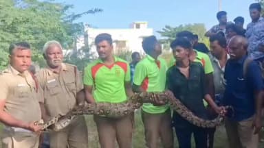 நிலக்கோட்டை: அணைப்பட்டியில் உள்ள விவசாயி தோட்டத்தில் 100 அடி ஆழமுள்ள கிணற்றில் இருந்த, ராட்சத மலைப்பாம்பை பிடித்த தீயணைப்பு வீரர்கள்
