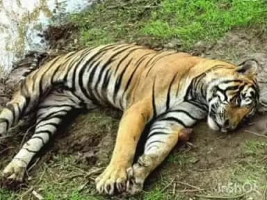 चिमूर: पळसगाव वनपरिक्षेत्रात एका वाघांचा मृत्यू