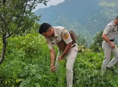 ननखड़ी: ग्राम पंचायत तकलेच में शुरू हुआ 'भांग उखाड़ो अभियान', 18 जुलाई तक भांग नष्ट करने के दिए गए निर्देश
