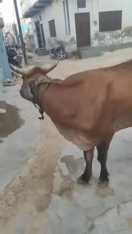 yah gay Kisi Ki Kho gai hai to Yahan per Aakar Le Jaaye pata regar guest ke pass buntiya road //contact no. 9783096170
