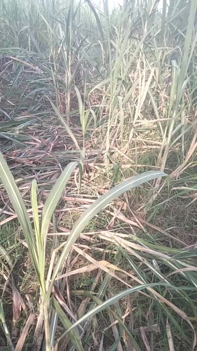 budhwar ke Raat FIR Aaye khet mein hathi ganne mein kya Bhari nuksan