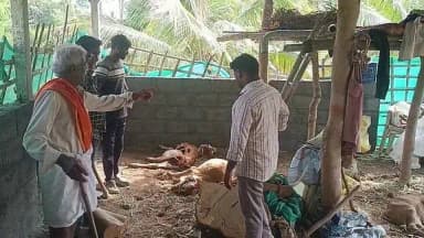 திருவண்ணாமலை: தாளவாடியில் சிறுத்தை நான்கு மாடுக்களை கொன்றது; யானைகள் மின் மோட்டாரை உடைப்பு!