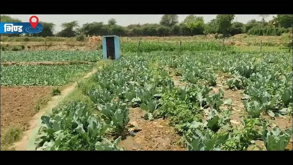 #सफलता_की_कहानी
भिण्ड जिले के ग्राम डिडी कलां के रहने वाले कृषक श्री गंगा सिंह ने सब्जी की खेती को बनाया लाभ का धंधा
कम जमीन पर ही फूल गोभी और पत्ता गोभी की खेती कर कमा रहे मुनाफा
#CMMadhyaPradesh
#JansamparkMP
Department of Horticulture, Madhya Pradesh
#SuccessStory
#भिण्ड
#Bhind