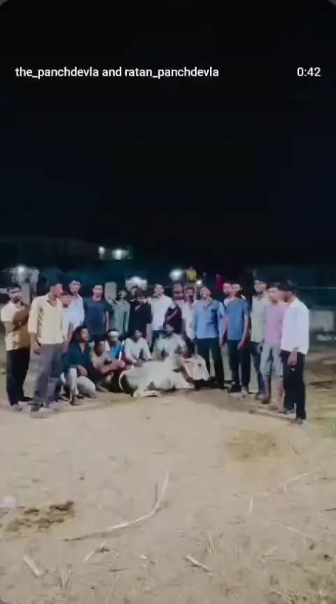 panchdevla mein Gau Mata ko Tika laga ke bahut achcha kam kar rahe hain Jay Gau Mata