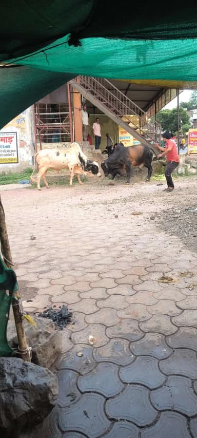 कसरावद नया बस स्टैंड 2 सांड आपस में लड़ाई
